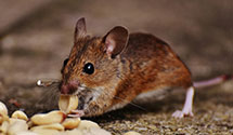 24 Hour & Emergency Exterminators in Vandalia, NC